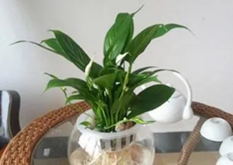 The Method and Precautions of Aquatic Cultivation of Osmanthus (Aquatic Cultivation Techniques, Cultivation Environment, Maintenance Methods, Common Problems)