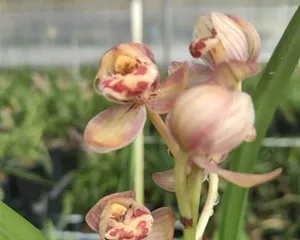 What should be done after the orchid wilts? How can you make your orchid bloom again?