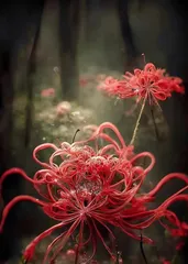 An Analysis of the Language of Love in Despair (Unveiling Heartbreaking Floral Meanings, Understanding Different Cultures' Interpretations of Love in Despair)