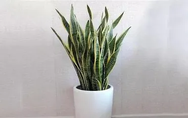 Is the Snake Plant suitable for indoor or outdoor cultivation? (Factors such as sunlight, temperature, and moisture affect the growth of the Snake Plant.)