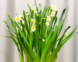 Hydroponics or Soil Cultivation? An Analysis of Home Flower Planting Methods (Exploring the Best Methods for Growing Flowers at Home, Interpreting the Advantages and Disadvantages of Hydroponics and Soil Cultivation, as well as Key Considerations)