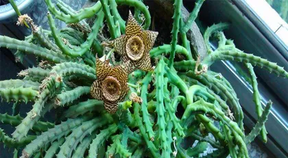 An Explanation of the Flowering Cycle and Care Methods of Leopard Lily (A Decade of Waiting for Its Brilliant Blooms)