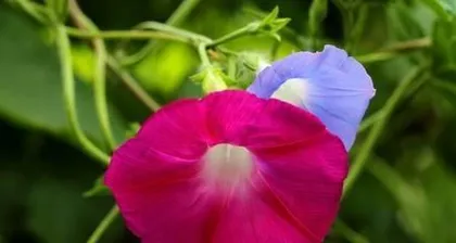 The beautiful colors of the morning glory in full bloom (exploring the vibrant hues of the morning glory)