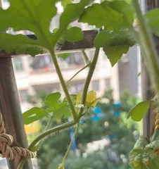 The blooming time of watermelon and its influencing factors (exploring the relationship between the growth season of watermelon and temperature, light, and water)