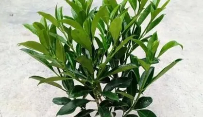What should be noted when caring for African jasmine in winter? How can they stay healthy throughout the winter?