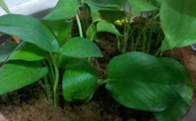The Soil Planting Secrets of Pothos (Choosing the Right Soil for Healthy Growth)