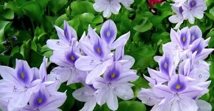 Discuss the precautions for indoor maintenance of Eichhornia crassipes ("Understand the toxicity of Eichhornia crassipes and adopt correct care methods")