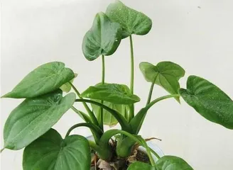 How to properly repot Dieffenbachia? (Dieffenbachia repotting time, repotting conditions, repotting steps, repotting precautions, pot selection method)