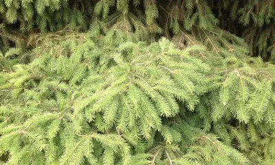 Exploring Natural Wonders – The Secrets of Baico Plants (From Leaves to Flowers and Fruits, Discover the Magical World of Baico Plants)