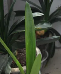 Prevention and Control Methods for Clivia Root Rot (Common Medications and Precautions)