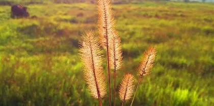 The meaning of foxtail grass: A contract of love (Unveiling the meaning of foxtail grass and its love significance)