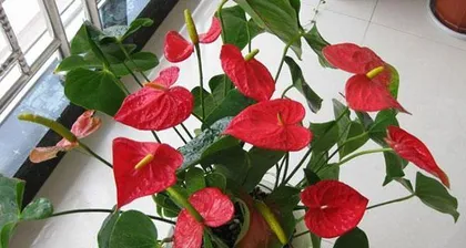 The Reason Why Anthuriums Love Water and Their Care Methods (Popular Science)