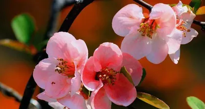 The Flower Language and Cultural Significance of Flowering Cherry Blossoms (Revealing the Beautiful Implications of Flowering Cherry Blossoms, Understanding the Profound Connotations of Flowering Cherry Blossom Culture)