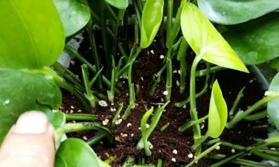 The Cutting Techniques of Pothos (Master the Method to Easily Propagate Pothos)