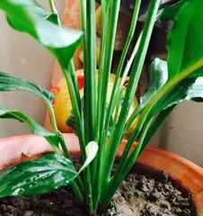 Causes and Treatment Methods for Black Leaf Tips of Acalypha (Avoid Black Tips, Maintain Plant Health)