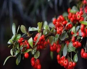 How to avoid overwatering desert rose？（Scientific watering techniques and methods）