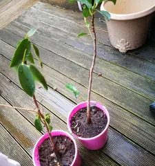 Explore Grafting Techniques—Transform Your Osmanthus Tree into a Multifunctional Tree (A detailed article on osmanthus tree grafting that solves your confusion)