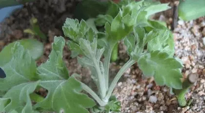 When is the best time to take cuttings of chrysanthemums? What cutting techniques need to be mastered?