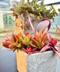 The Care and Shaping Techniques of Tangyin Old Stocks (Tangyin Old Stocks Shaping Secrets, Creating Perfect Garden Landscapes)