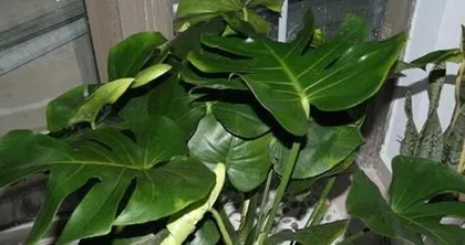 How to choose suitable soil for Monstera deliciosa cultivation? (Exploring the soil requirements and techniques for growing Monstera deliciosa)