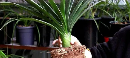How to choose the right pot for a Clivia? What should be noted when caring for Clivia?