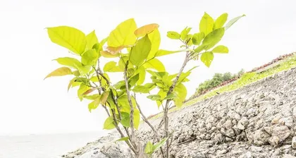 Tenacious plants pay homage to the resilience of life (exploring the mysteries of plants that survive in harsh environments)