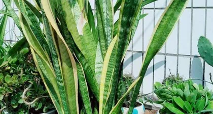 The symbolism and feng shui meaning of the Snake Plant (Unveiling the mysterious secrets of the Snake Plant to help you change your life's fortune)