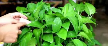 Is amoxicillin beneficial for watering pothos? (Exploring the effects and usage methods of amoxicillin on pothos)