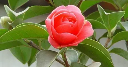 The Symbolism and Feng Shui of Red Magnolias (Interpreting Red Magnolias from Cultural, Historical, and Feng Shui Perspectives)