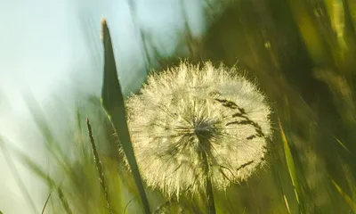 Plants and Confidence - 15 Plants That Symbolize Confidence (Master These Plants, Boost Your Confidence)