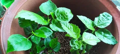 The best time for chrysanthemum cuttings (Master the correct time to make chrysanthemum cuttings easier)