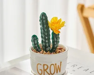 Why are cacti suitable for bedrooms (plant oxygen bar, purifying your bedroom air)?