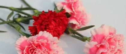 How to choose suitable flowers for postpartum women? (15 recommended flower materials for matching)