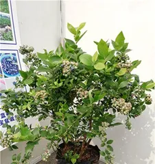 Blueberry Pot Cultivation Methods (Choosing the Right Pot, Soil, and Care Methods)