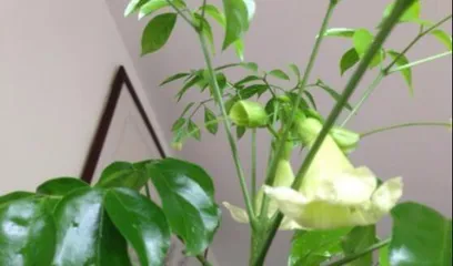 How fast does the Happy Tree grow? (How many can it grow in a year? How to plant it?)