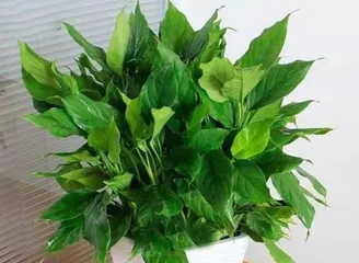 The Benefits of Having Plants in the Living Room (Creating an Ecological and Comfortable Home Environment)