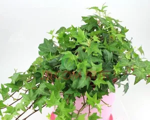 Is ivy poisonous? How to cultivate it safely?