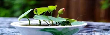 Lotus Pond Cultivation Guide (Potting Time and Maintenance Methods)