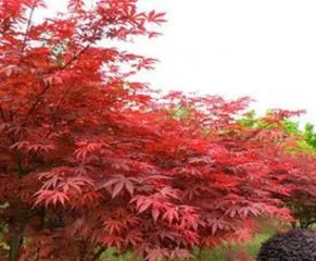 The Language of Maple Leaves (Exploring the Mysterious Language and Meaning of Maple Leaves)