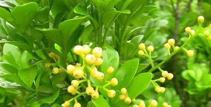 How to choose the right fertilizer for Gardenia？（Select appropriate fertilizer to make Gardenia grow stronger）