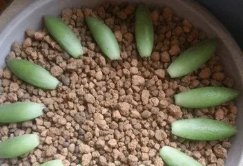 Stonecrop Leaf Cuttings: Detailed Guide on Propagation Methods and Steps (How to Successfully Propagate Stonecrop through Leaf Cuttings? Tips and Precautions for Stonecrop Leaf Propagation)