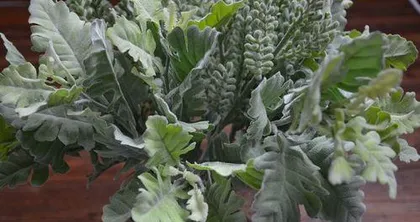 What to do if the leaves of the silverleaf euphorbia wilt? Teach you how to easily restore (silverleaf euphorbia care tips, disease diagnosis, rescue methods)