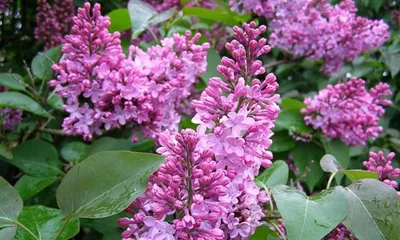 How to care for lilacs? How to propagate lilacs?