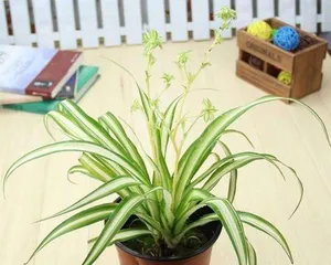 Care Tips for Spider Plants - Sunlight and Shadow (Can spider plants get sunlight? Will they die if placed in the sun?)