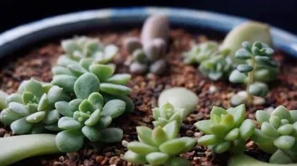 What kind of soil is suitable for succulents? (How to choose the right soil for succulent growth?)