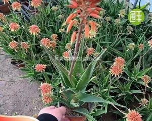 The Complete Guide to Growing Potted Aloe Vera (Creating Healthy and Beautiful Fresh-Home Plants)
