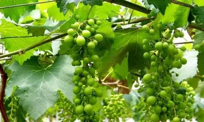 We grow grapes at home, and it's important to consider Feng Shui! (Learn about the benefits of grapes to grow delicious and healthy grapes.)