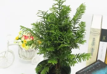 Care Tips for Podocarpus Bonsai (How to Choose the Right Pot, Soil, and Fertilization Methods)