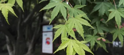 How to effectively handle maple leaf curling issues? What are the causes of maple leaf curling?
