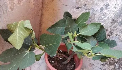 The Ultimate Guide to Growing Figs at Home (How to Grow Healthy and Delicious Fig Trees at Home)